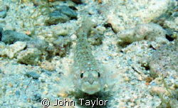 Taken on sandy bottom off Gozo, Malta

Used a wide-angl... by John Taylor 